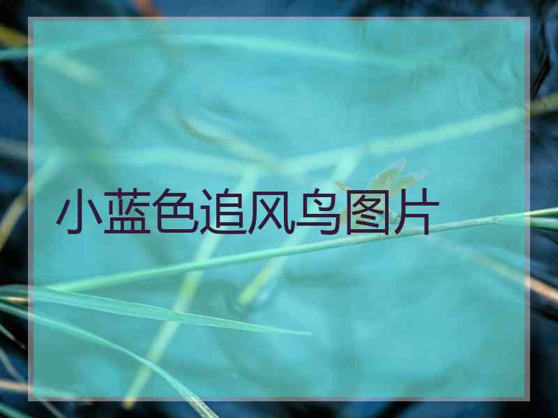 小蓝色追风鸟图片